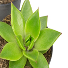 Suculentas Variadas Especiais P06