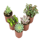 Suculentas Variadas Especiais P09