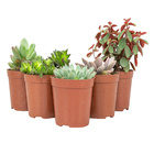 Suculentas Variadas Especiais P09