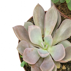 Suculentas Variadas Especiais P09