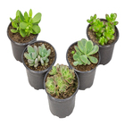 Suculentas Variadas Especiais P11