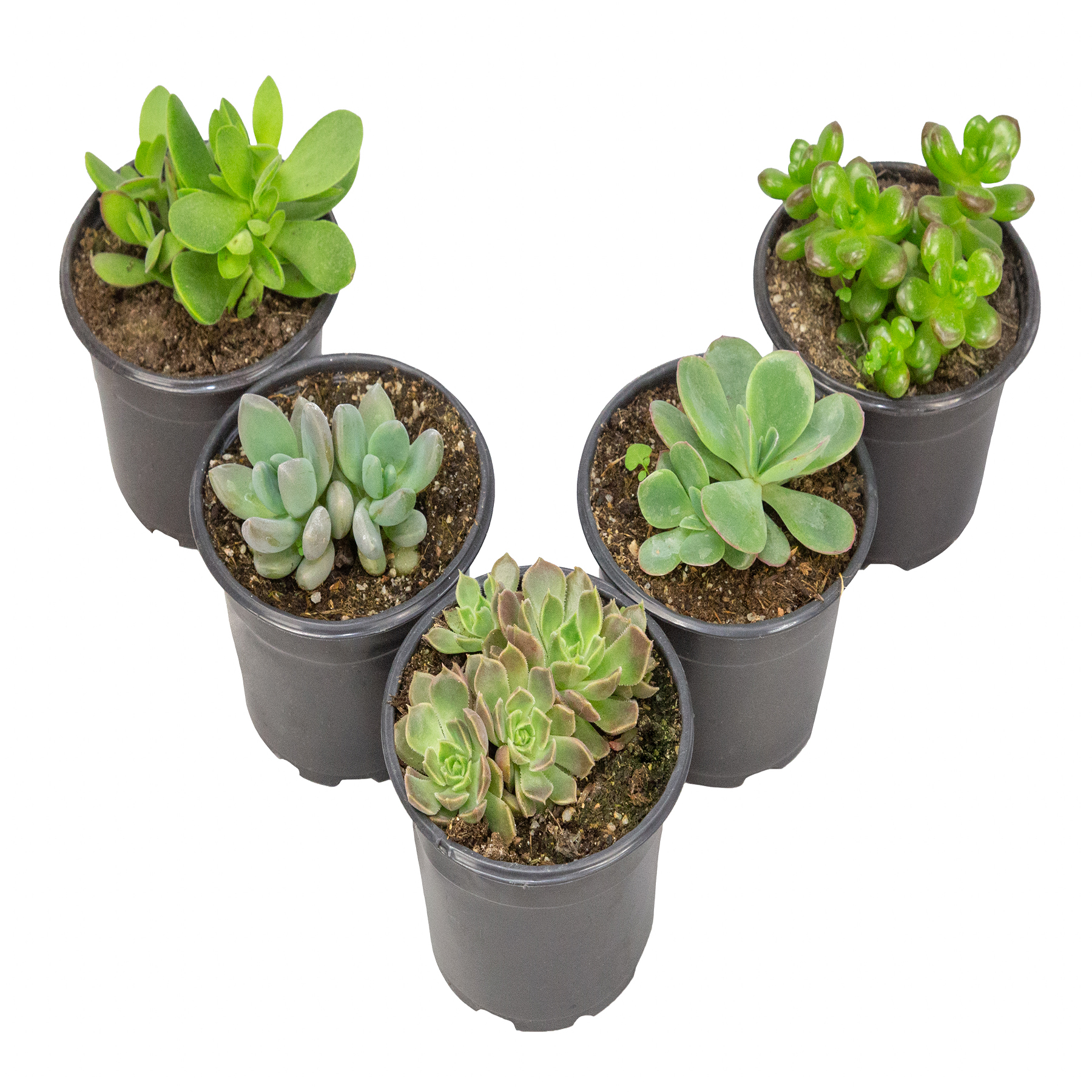Suculenta Especial Pote 11 Sortida Planta Natural Mix Variado