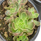 Suculentas Variadas Especiais P11