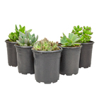 Suculentas Variadas Especiais P11