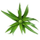 Suculenta Aloe Vera Mini Artificial Babosa Para Arranjos Core