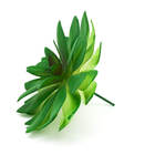 Suculenta Artificial Md1