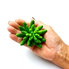 Suculenta Dedo De Moça Em Silicone Verde Claro