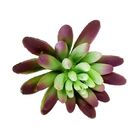 Suculenta Dedo De Moça Em Silicone Verde E Roxo