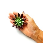 Suculenta Dedo De Moça Em Silicone Verde E Roxo