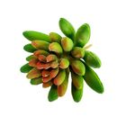 Suculenta Dedo De Moça Em Silicone Verde Mesclado