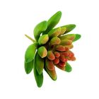 Suculenta Dedo De Moça Em Silicone Verde Mesclado