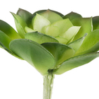 Suculenta Grande 20cm