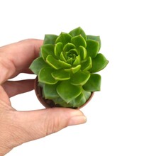 Suculenta Graptoveria Letízia Pote 6