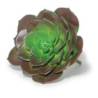 Suculenta Permanente 10 X 10cm D'rossi