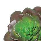 Suculenta Permanente 10 X 10cm D'rossi