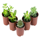 Suculenta Pote 06