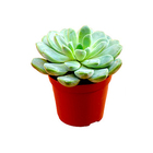 Suculenta Pote 13