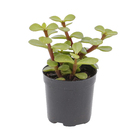 Suculenta Stapelia gigantea Pote 6 Planta Natural