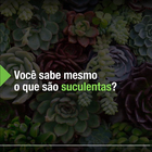 Suculenta Stapelia gigantea Pote 6 Planta Natural