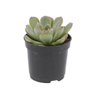 Suculenta Stapelia gigantea Pote 6 Planta Natural