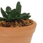 Suculenta Vaso 10cm