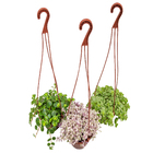 Suculentas c 13 pendente