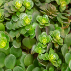 Suculentas Cuia 21 Pendente