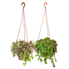 Suculentas Cuia 21 Pendente