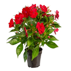 Sunpatiens Pote 13