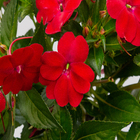 Sunpatiens Pote 13