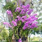 SuperThrive Orchid 236ml