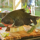 Suporte Para Assar Peixe - Aço Inox