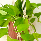 Suporte Para Planta Duplo