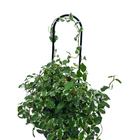 Suporte para Vaso 50x7cm em Aço Preto Tutor de Plantas Massol