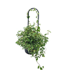 Suporte para Vaso 50x7cm em Aço Preto Tutor de Plantas Massol