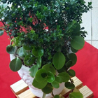 Suporte Para Vasos De Plantas Com Rodinhas 30x30 Kit 2 Peças