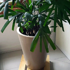 Suporte Para Vasos De Plantas Com Rodinhas 35x35  Cm