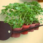 Suporte Temperos Greenup