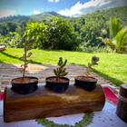 Suporte Terrário Vasos Para Suculentas Cactos Em Madeira