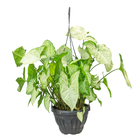 Syngonium Butterfly C21