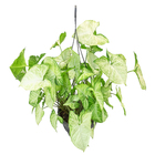 Syngonium Butterfly C21