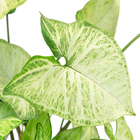 Syngonium Butterfly C21