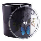 Tampa De Vaso E Lixeira Decorada Borboleta Preto