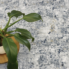 Tapete Avery 2,90x4,00 - Via Star 87