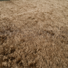 Tapete Esplendor Antiderrapante 100% Poliéster 50x90cm Jolite