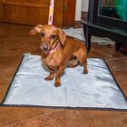 Tapete Higiênico Lavável Modernpet Para Cães Tam. G - Silver