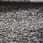 Tapete Para Quarto ,sala ,escritório 2,00 X 3,00 Pelo Macio.