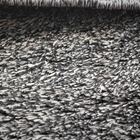 Tapete Sala Escritório Quadrado 0,80cm X 0,80cm Antiderrapant