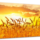 Tela Canvas Paisagem Campo De Trigo 120x80 Horizontal 1