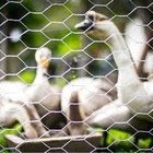 Tela Coleira Branca Para Galinheiro 2x18x1,20m 50m